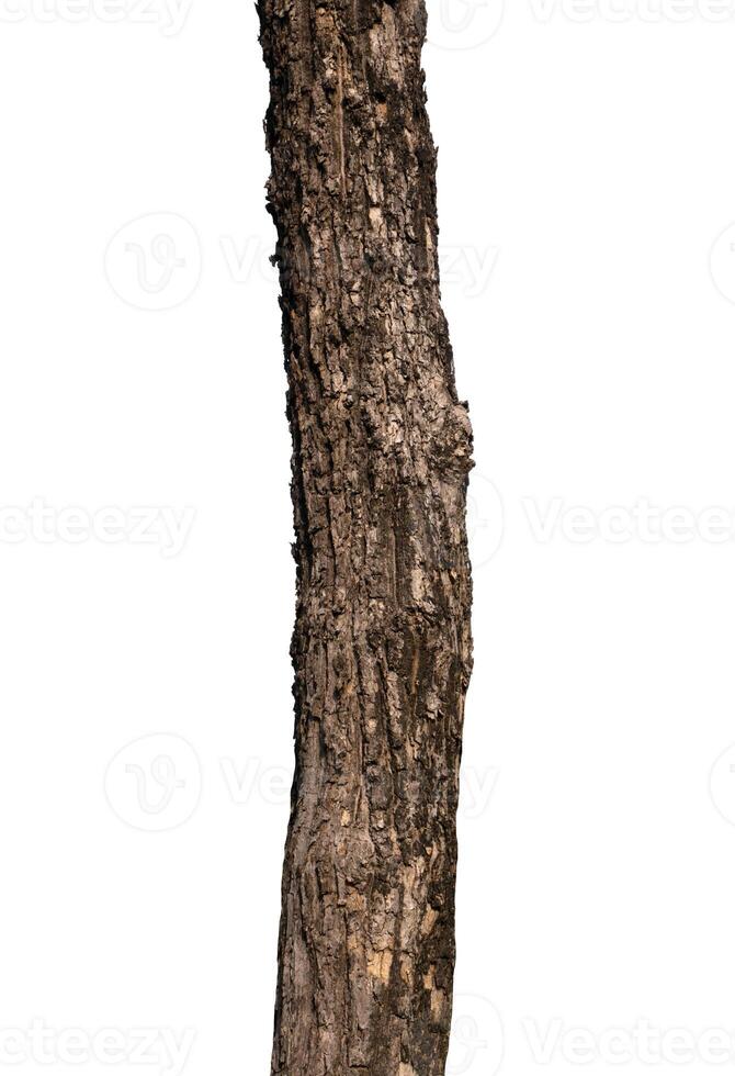 Trunk of a tree Isolated On White Background photo