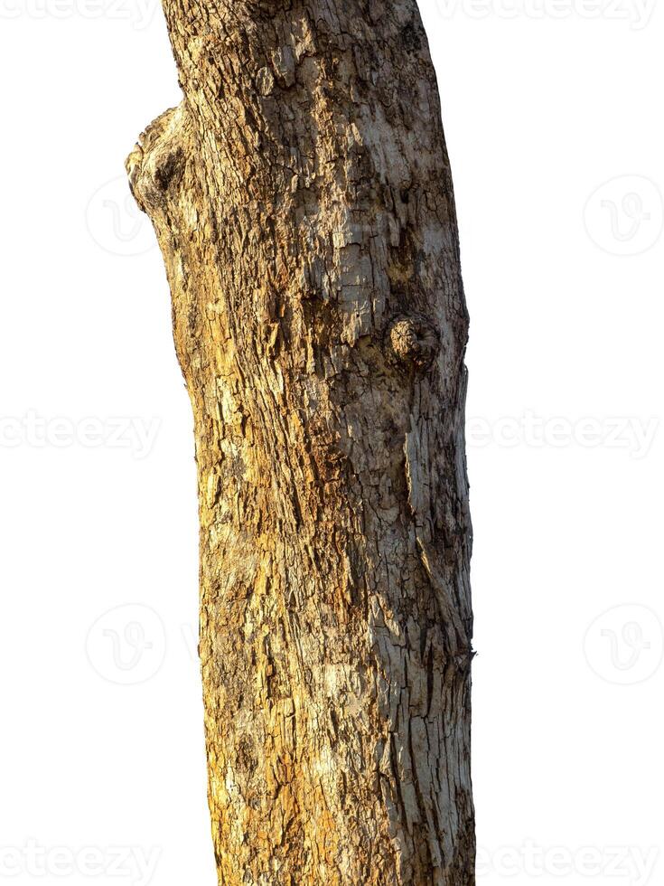 trunk of the tree stands on a white Background photo