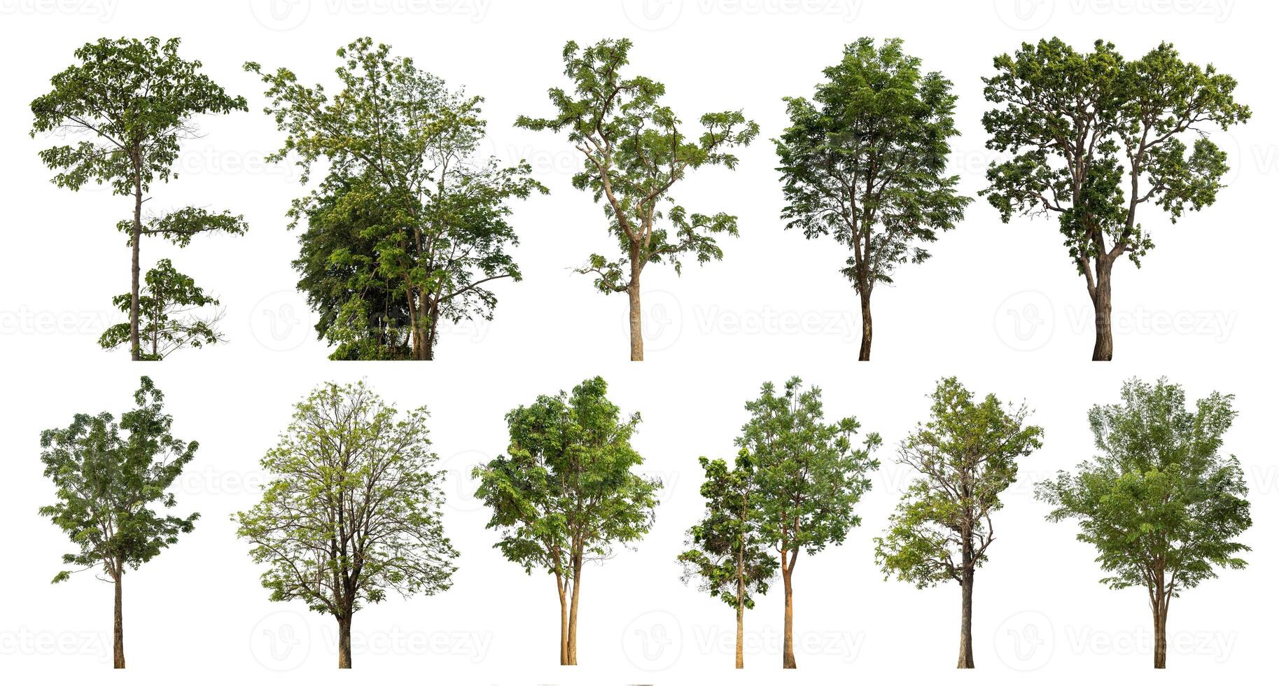 Collection tree cut out from original background and replace with white background for easy to selection. photo