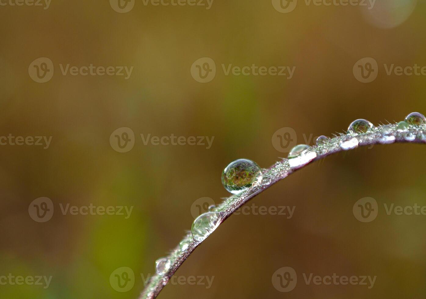 Drop of dew in morning on leaf photo