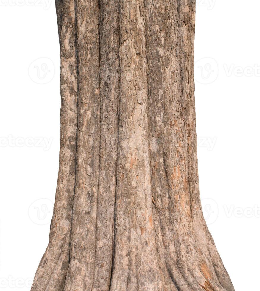 Tree trunk Isolated On White Background photo