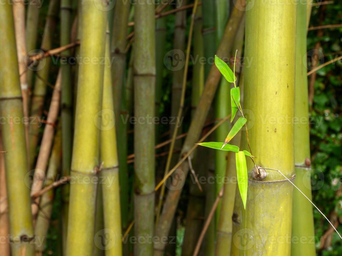 Bamboo leaves, bamboo in Thailand. photo