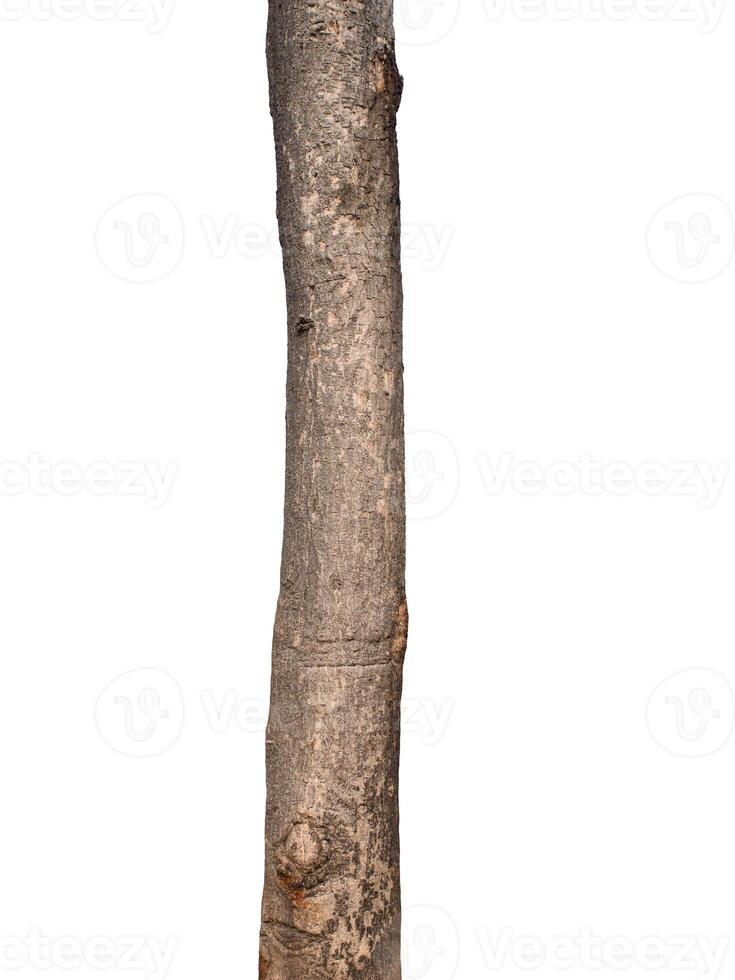 Tree trunk Isolated On White Background photo