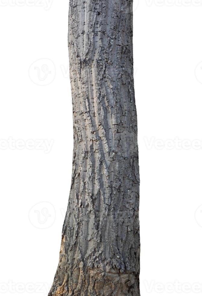 trunk of the tree stands on a white Background photo