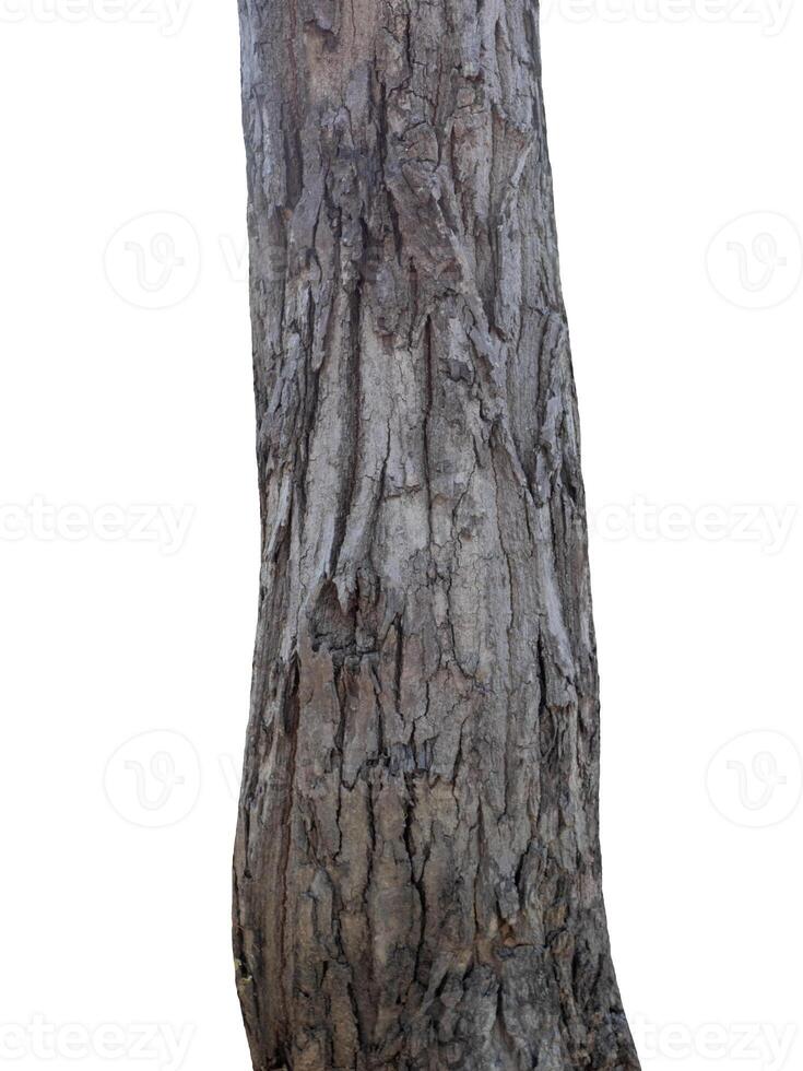 trunk of the tree stands on a white Background photo