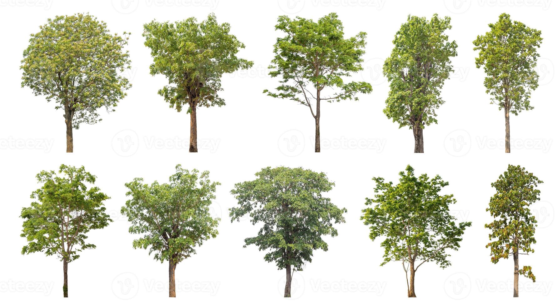 Collection tree cut out from original background and replace with white background for easy to selection. photo