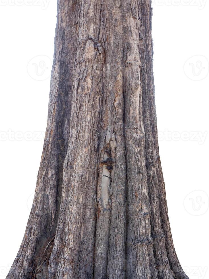 Trunk of a tree Isolated On White Background photo