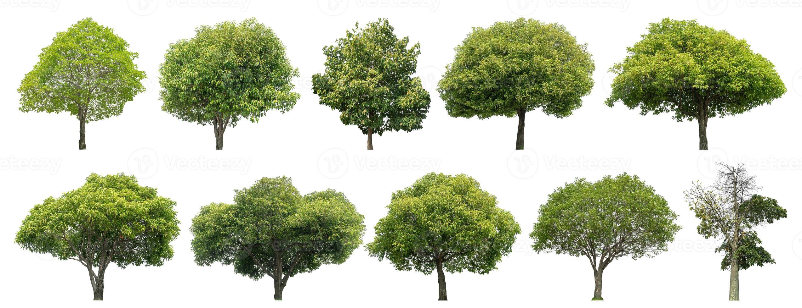 Collection tree cut out from original background and replace with white background for easy to selection. photo