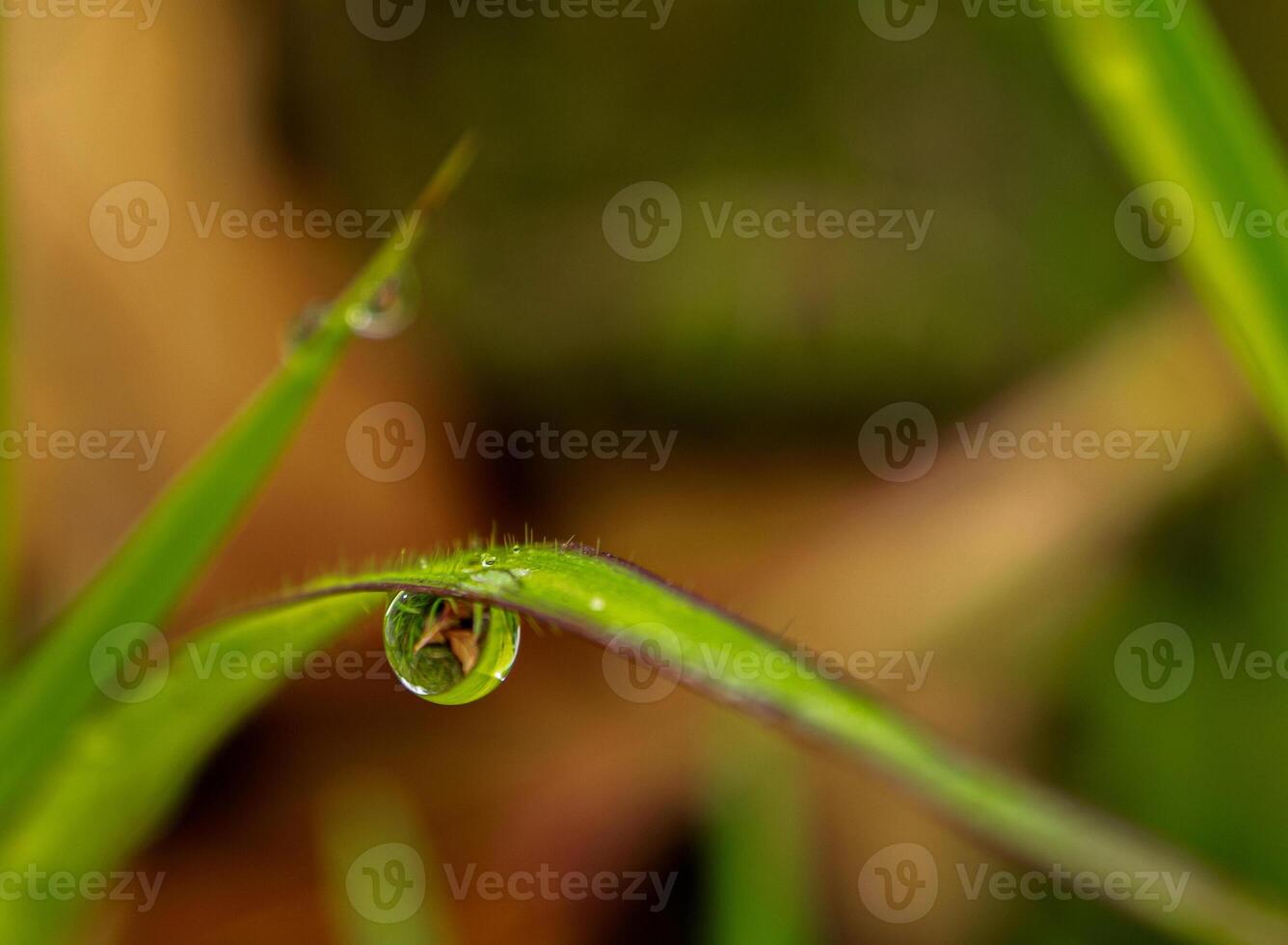 Dew drop on a blade of grass photo