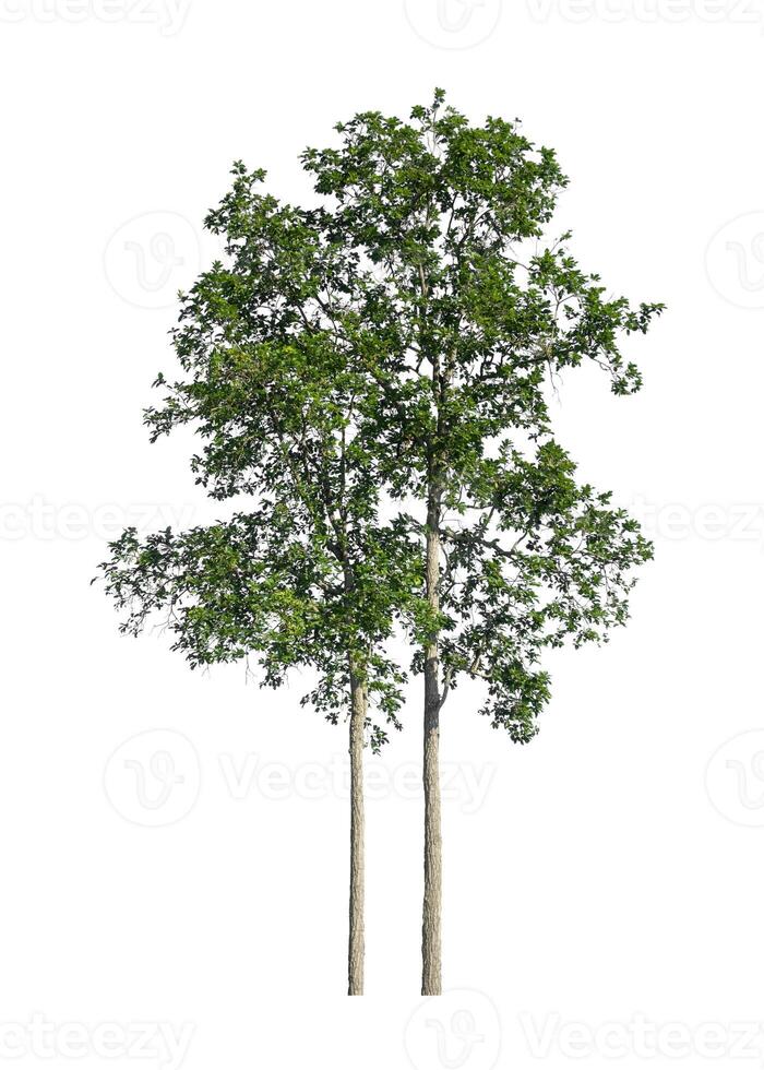 Trees that are isolated on a white background are suitable for both printing and web pages photo