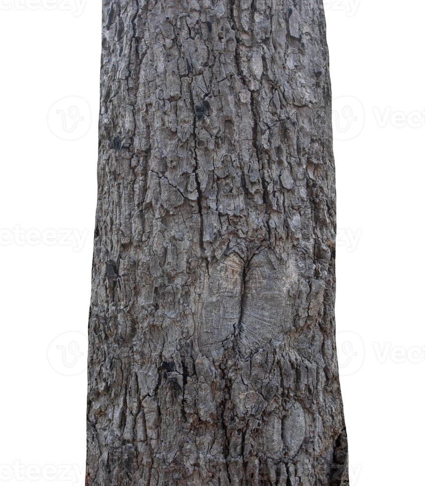 Trunk of a tree Isolated On White Background photo