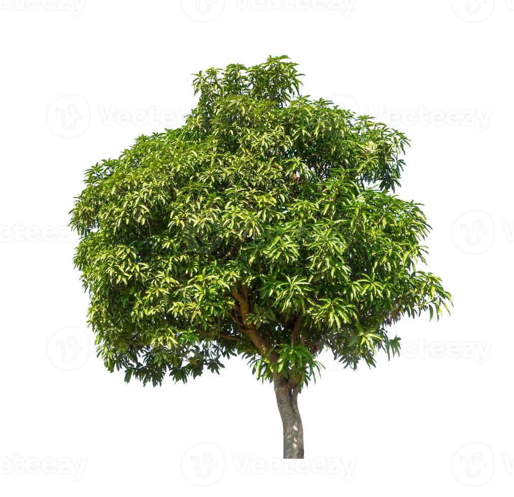 tree that are isolated on a white background are suitable for both printing and web pages photo