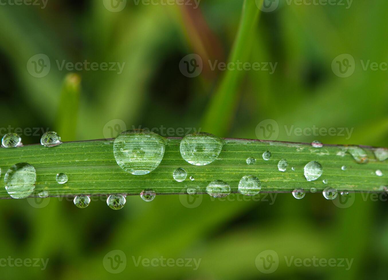 Drop of dew in morning on leaf photo