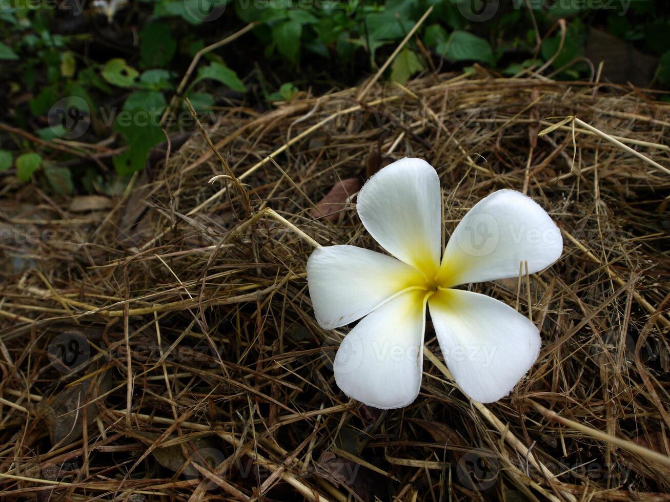 White flowers on the road. photo