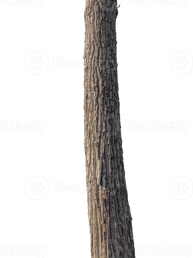 Trunk of a tree Isolated On White Background photo