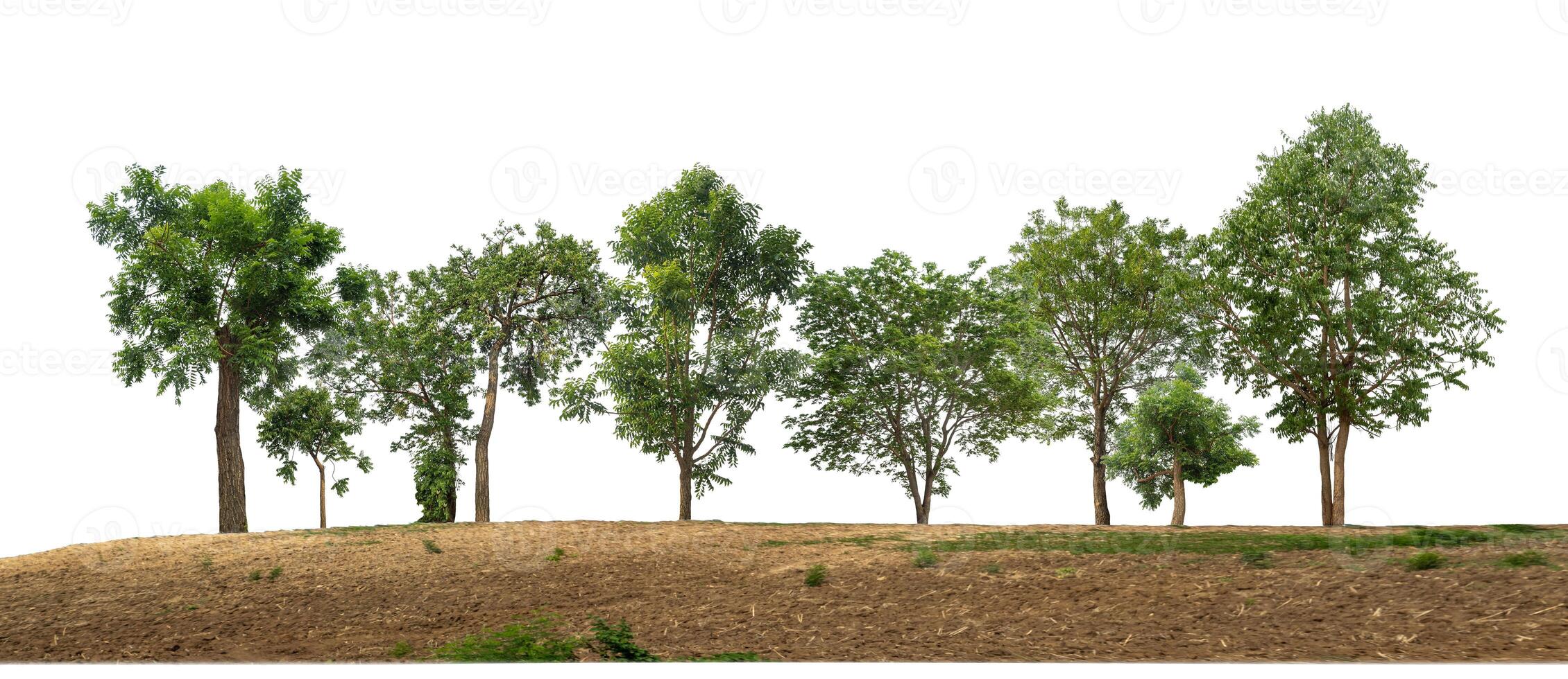 Group of green trees on a mound on a white background. photo