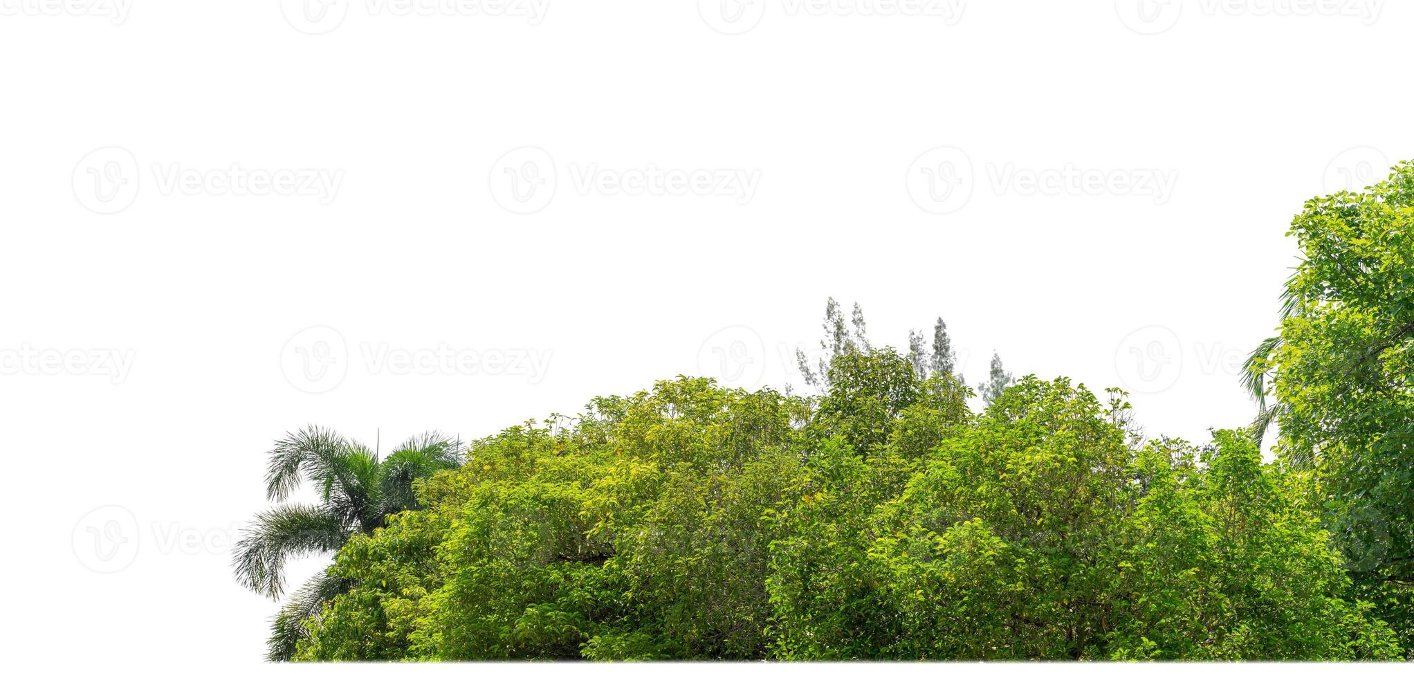 Green Trees isolated on white background.are Forest and foliage in summer for both printing and web pages with cut path and alpha channel photo
