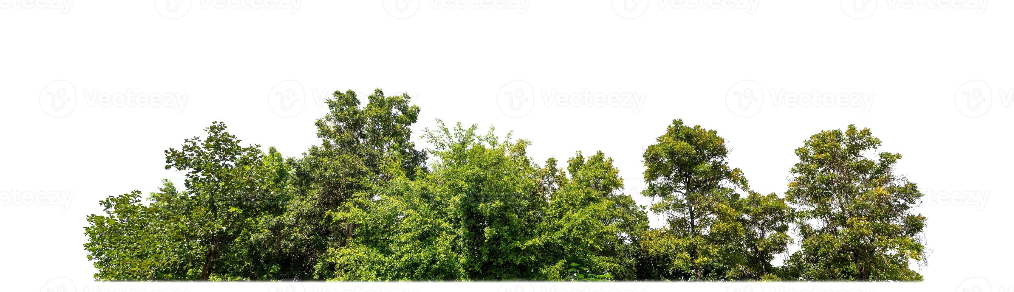 árboles verdes aislados en fondo blanco.son bosques y follaje en verano tanto para impresión como para páginas web con ruta cortada y canal alfa foto