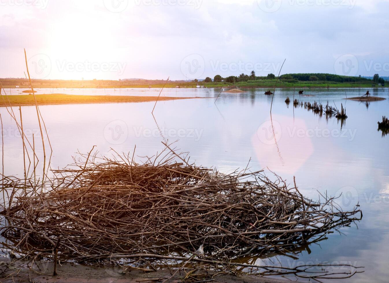 Dry branches on the beach photo