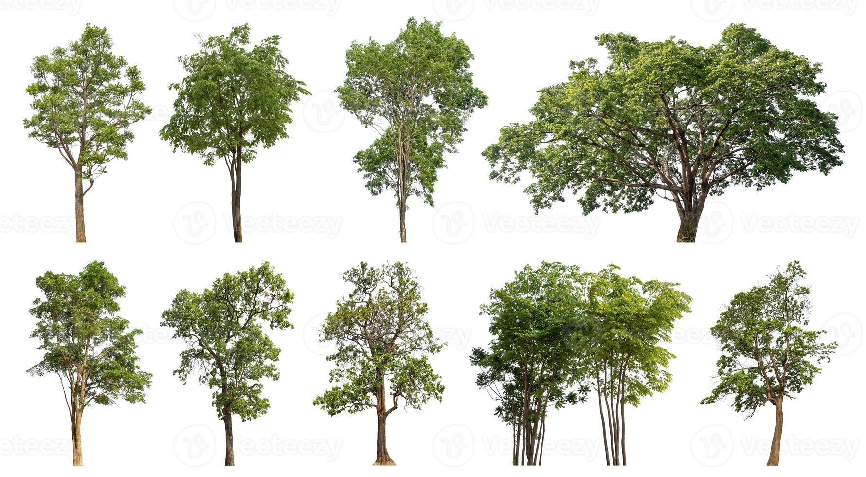 Collection tree cut out from original background and replace with white background for easy to selection. photo