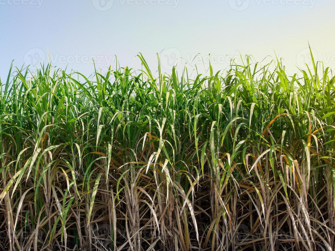 plantaciones de caña de azúcar, la planta agrícola tropical en tailandia foto