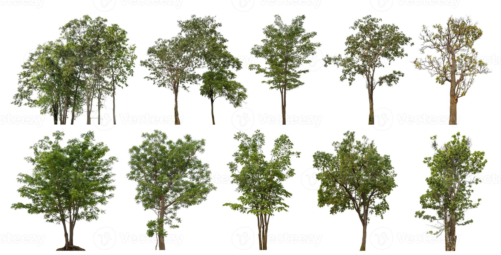 Collection tree cut out from original background and replace with white background for easy to selection. photo