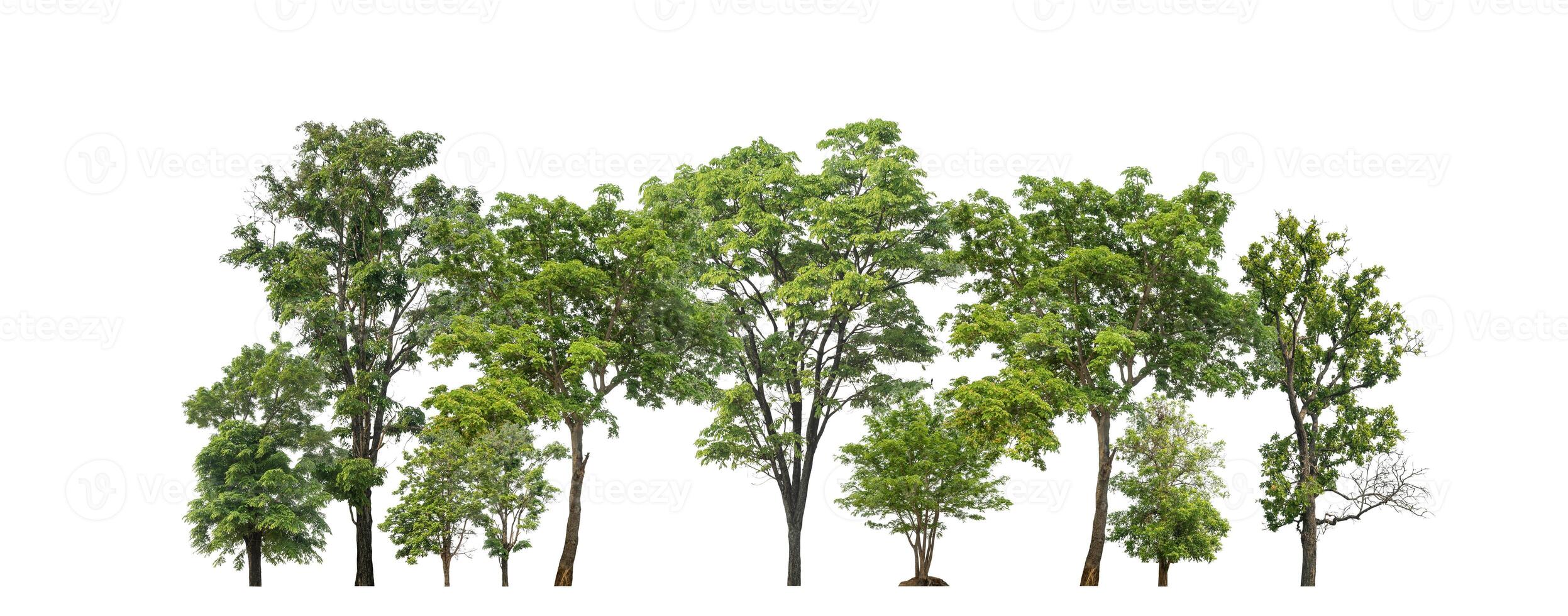 Green Trees isolated on white background.are Forest and foliage in summer for both printing and web pages with cut path and alpha channel photo