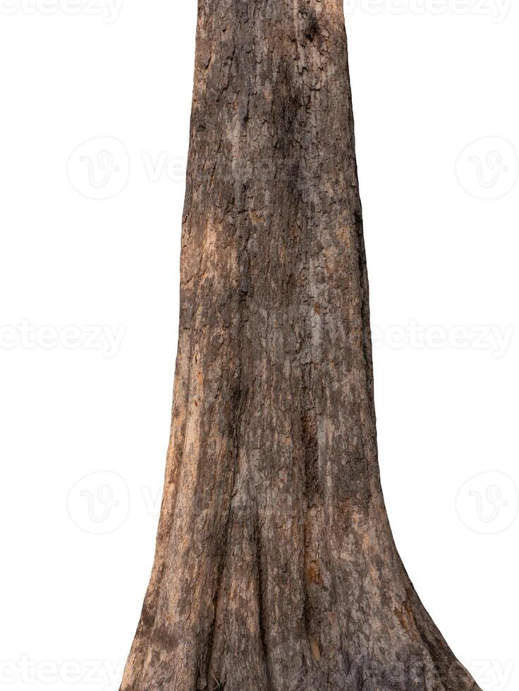 Trunk of a tree Isolated On White Background photo