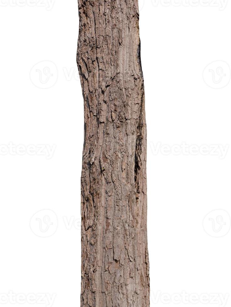 Trunk of a tree Isolated On White Background photo