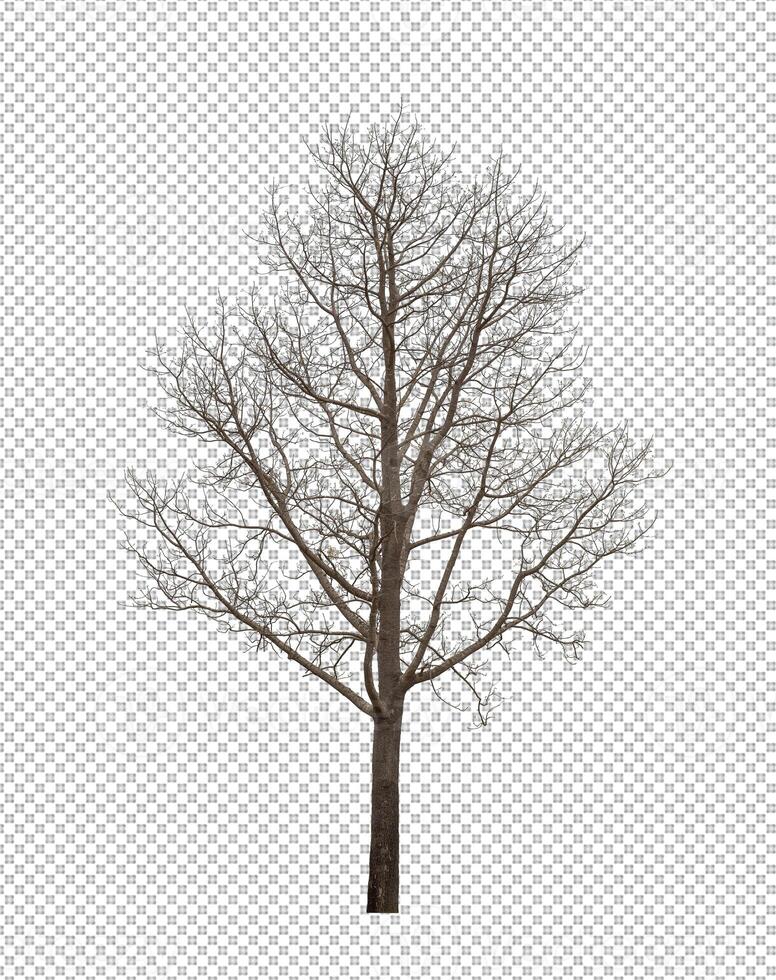 Tree on transparent picture background with clipping path, single tree with clipping path and alpha channel photo