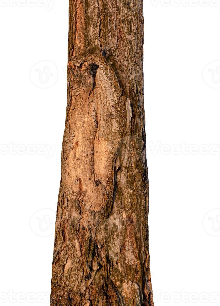 Trunk of a tree Isolated On White Background photo