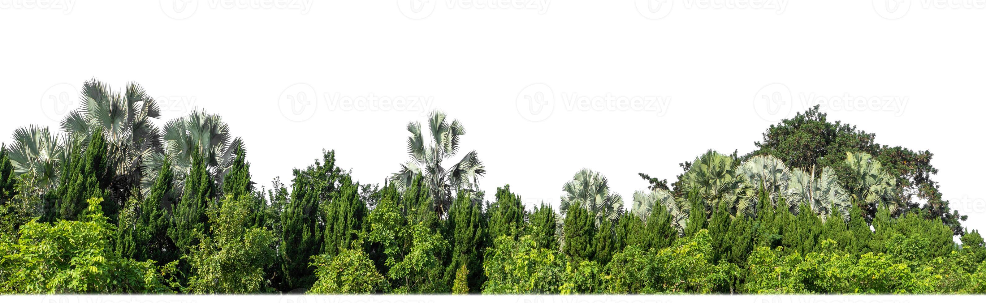 árboles verdes aislados en fondo blanco.son bosques y follaje en verano tanto para impresión como para páginas web con ruta cortada y canal alfa foto