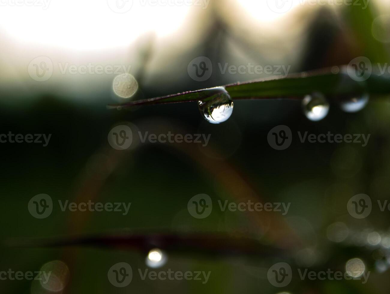 Drop of dew in morning on leaf photo