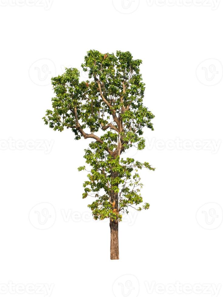 isolated tree on white background photo