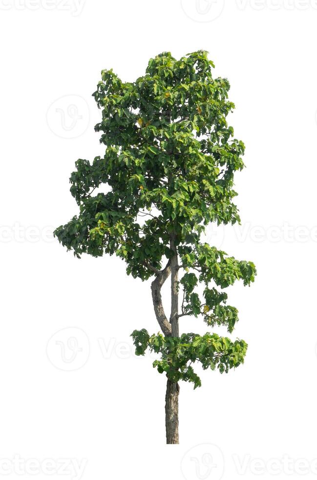 Trees that are isolated on a white background are suitable for both printing and web pages photo