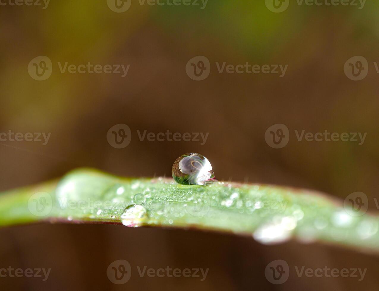 gota de rocío en la mañana en la hoja foto