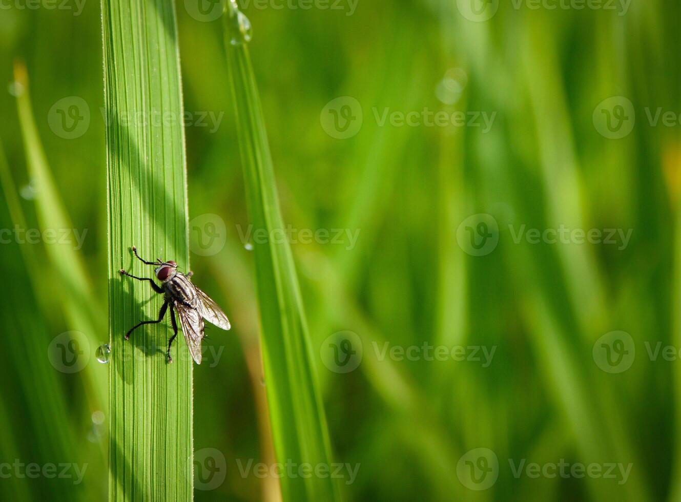 insects fly, light green grass with sunlight photo