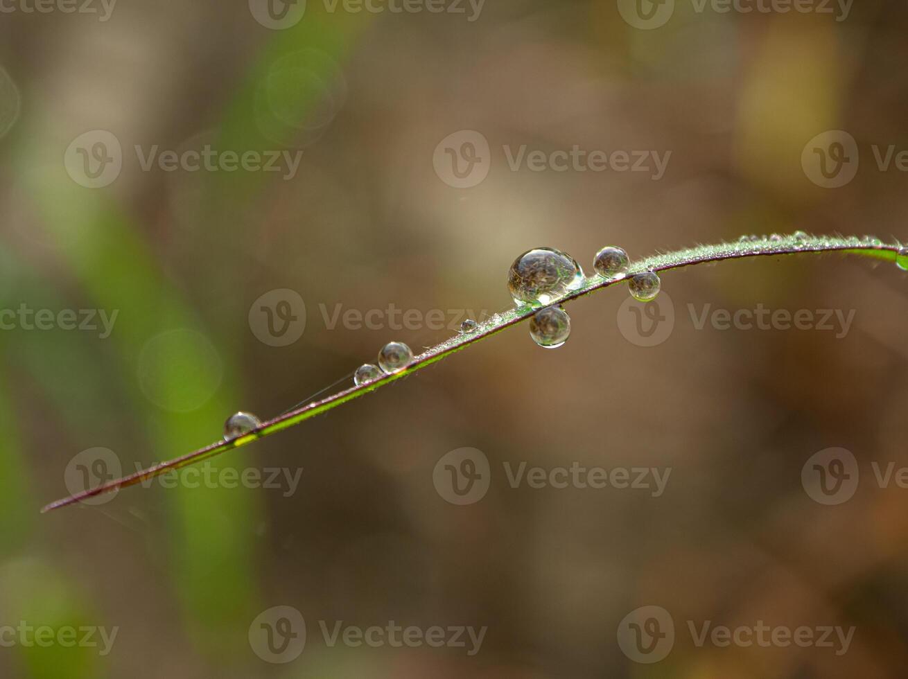 Drop of dew in morning on leaf photo