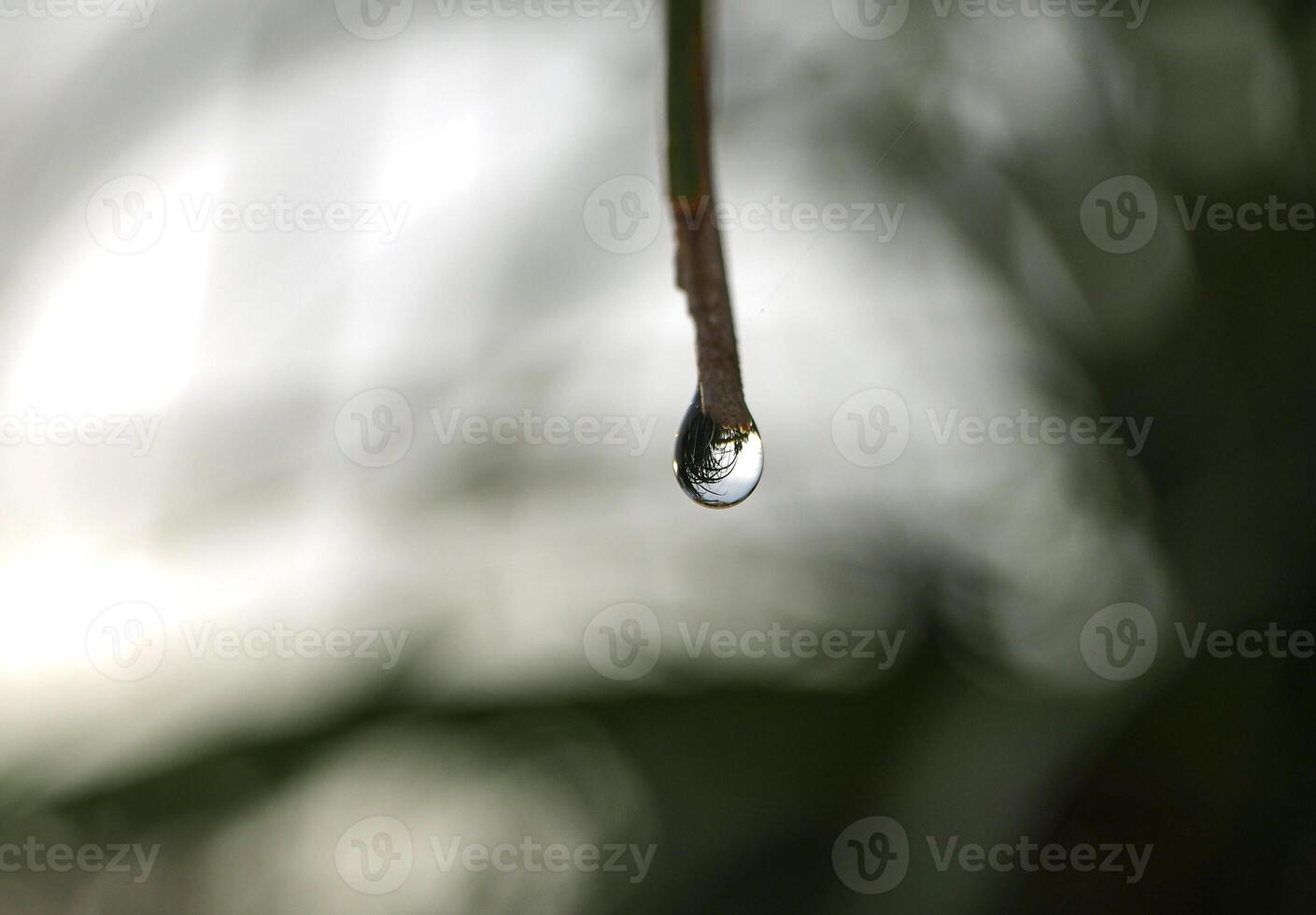 Drop of dew in morning on leaf photo