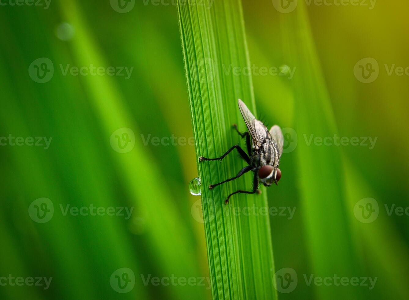 insects fly, light green grass with sunlight photo
