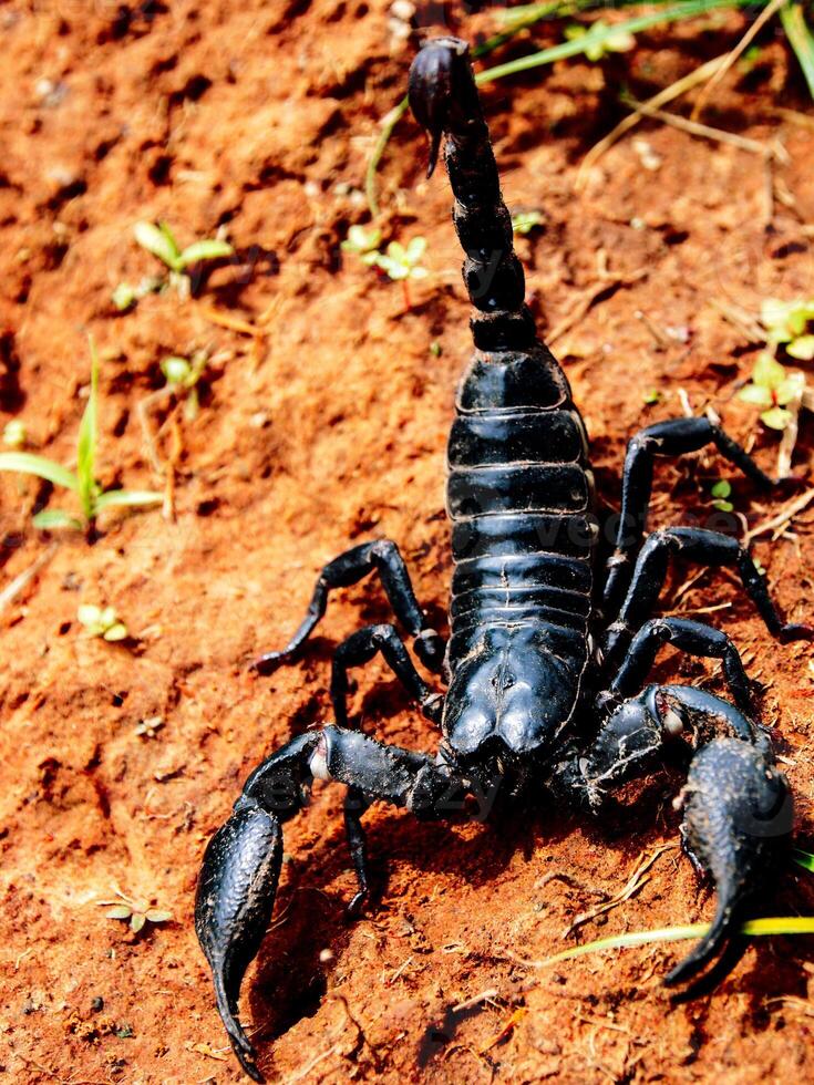 el escorpión es en el suelo. foto