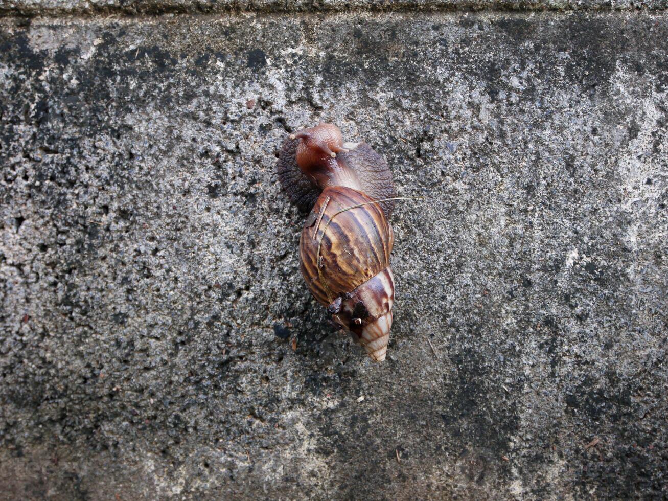 many snail climbing on wall. photo