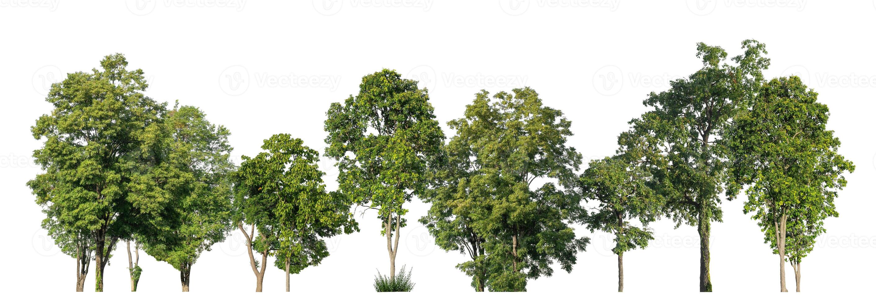 Green trees isolated on white background. forest and leaves in summer rows of trees and bushes photo