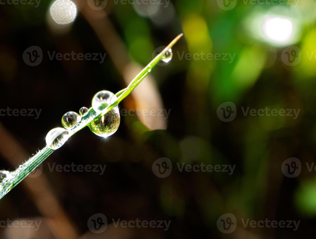 gota de rocío en una brizna de hierba foto