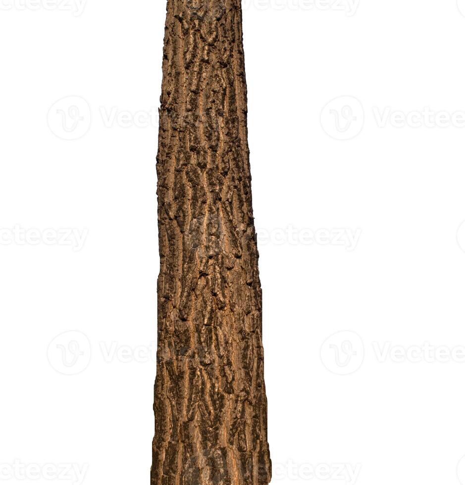 Tree trunk Isolated On White Background photo
