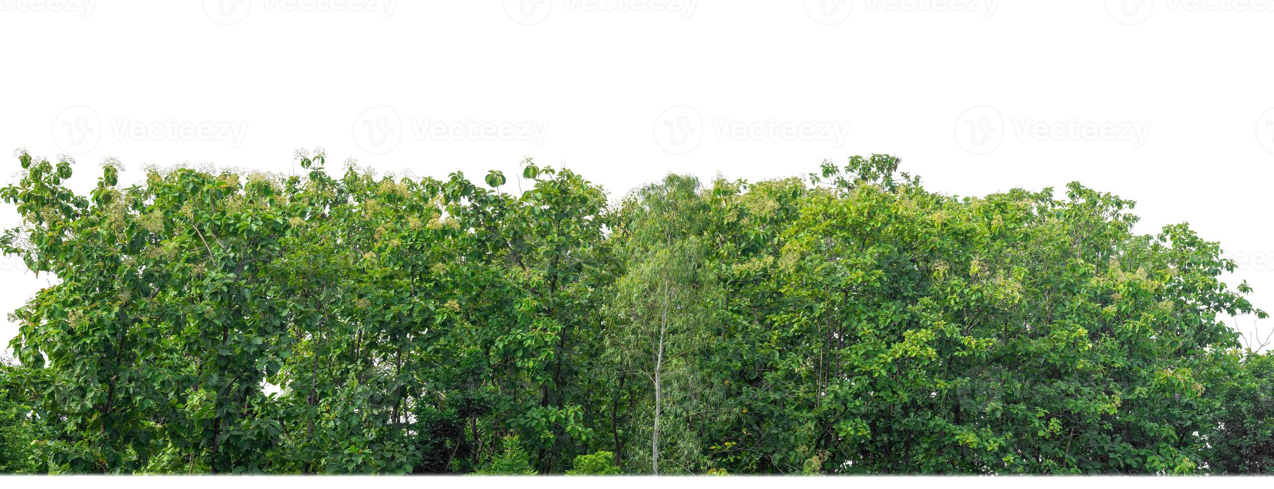 Green Trees isolated on white background.are Forest and foliage in summer for both printing and web pages with cut path and alpha channel photo