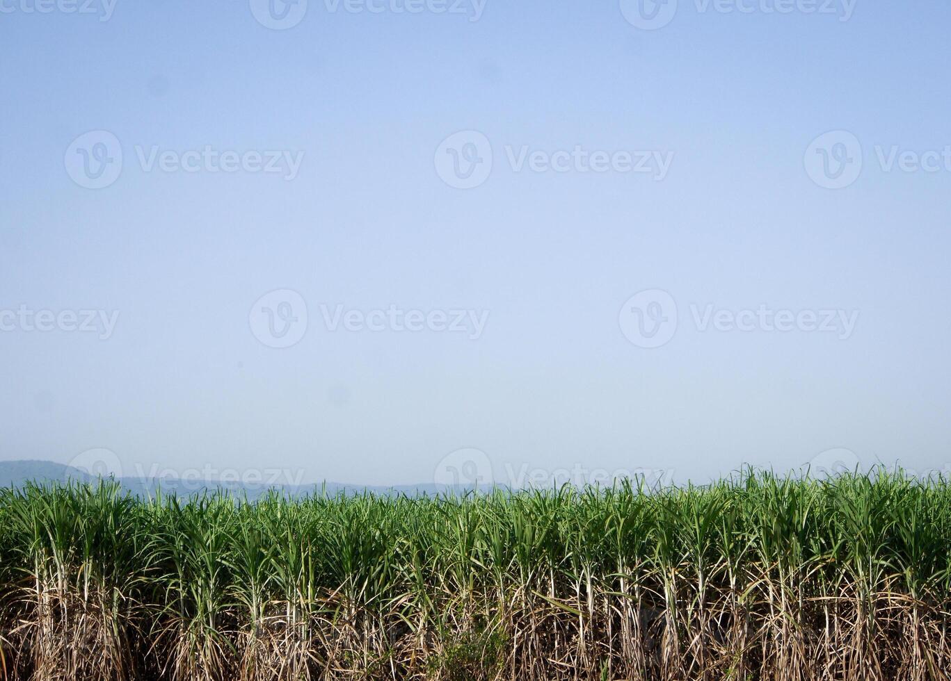 plantaciones de caña de azúcar, la planta agrícola tropical en tailandia foto