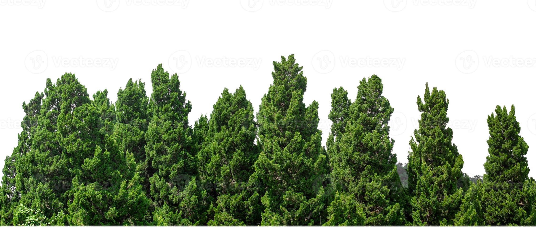 Green Trees isolated on white background.are Forest and foliage in summer for both printing and web pages with cut path and alpha channel photo