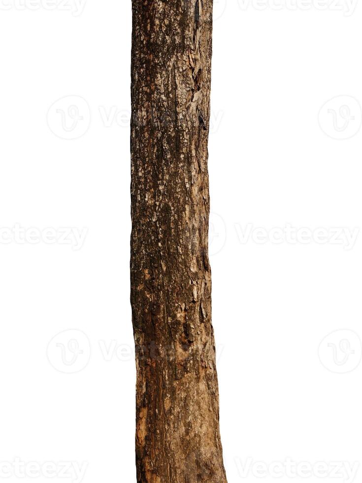 tronco de árbol aislado sobre fondo blanco foto