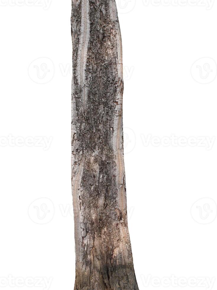 Tree trunk Isolated On White Background photo